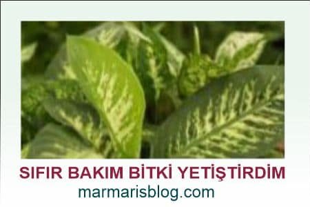 Bitki Yetiştirdim